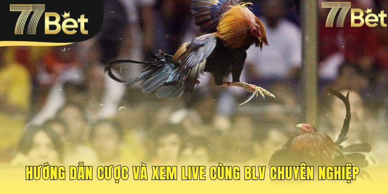 Hướng dẫn đặt cược đá gà Thomo nhanh gọn trong 5 bước.