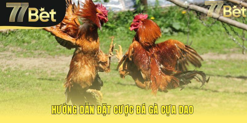 Hướng dẫn đặt cược đá gà cựa dao với quy trình 5 bước
